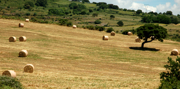 STRUMENTI FINANZIARI PER LO SVILUPPO RURALE DELLA REGIONE SARDEGNA